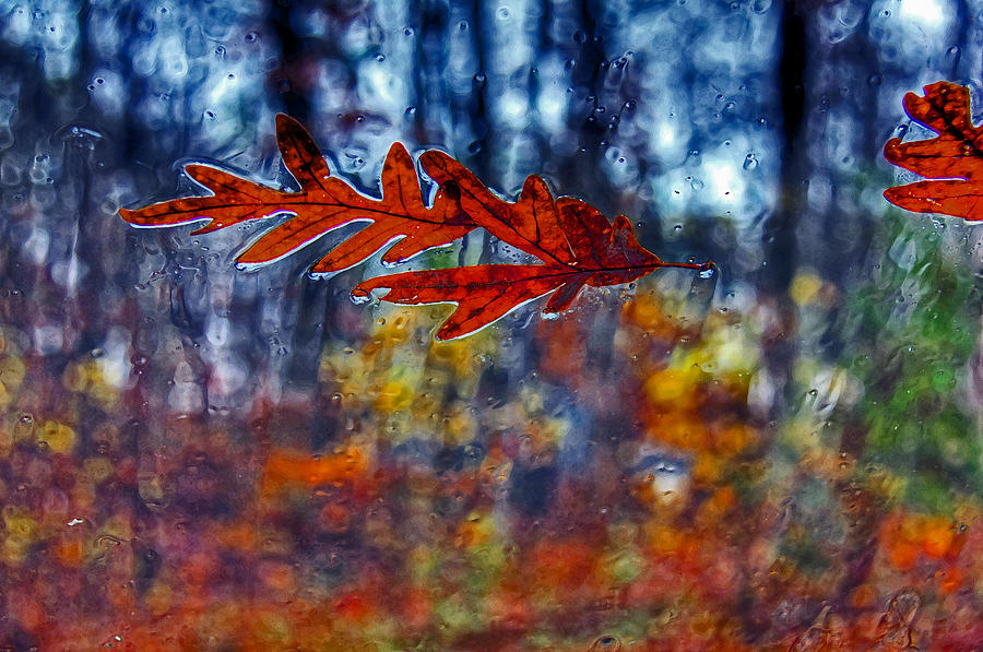 red leaves on windshield Dry Brush Photograph