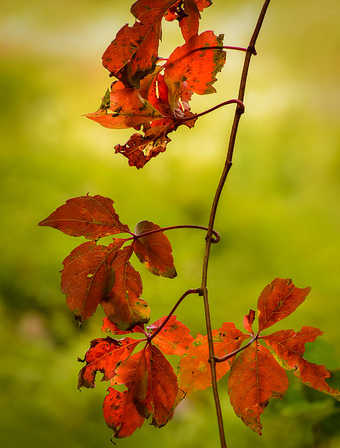 Red Leaves Photograph by Robert Mitchell