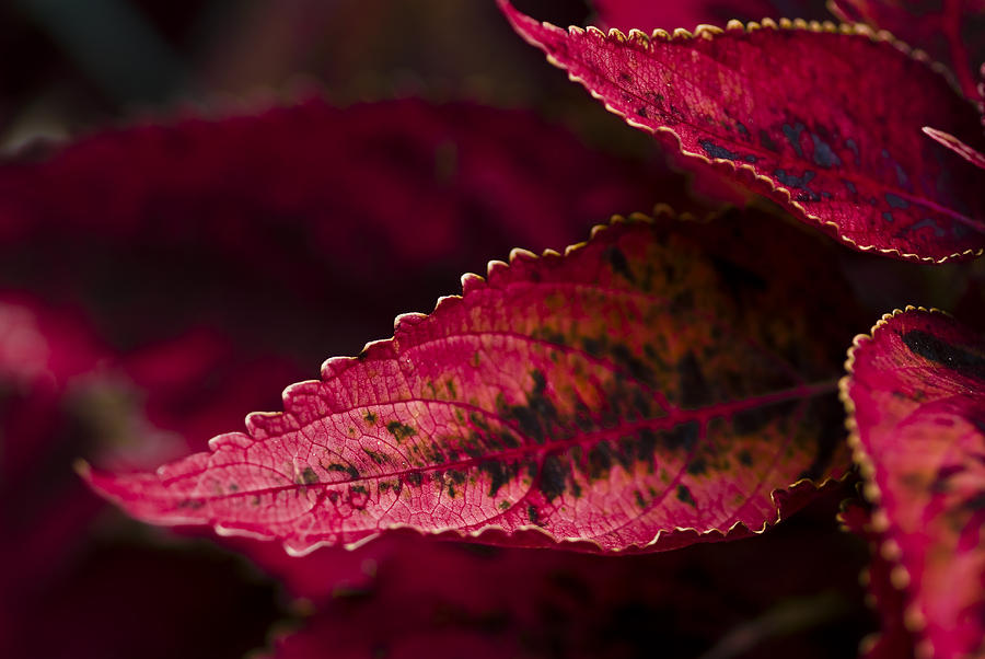 Longwood Gardens Photograph - Red Leaves by Samantha Eisenhauer