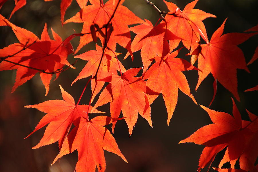 Japanese Maple Leaves in Fall Photograph by Valerie Collins