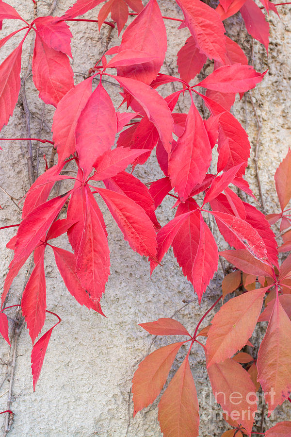 Red leaves Virginia Creepers Photograph by Ingela Christina Rahm