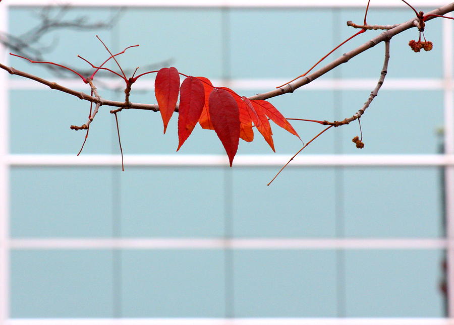 Red Leaves Photograph by Viviana  Nadowski