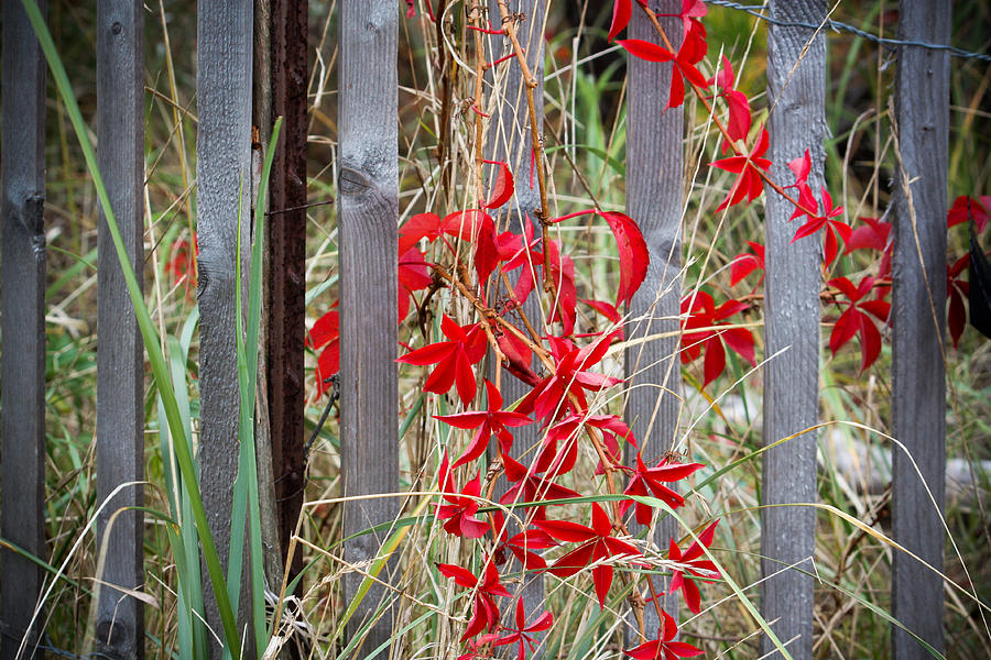 Red Leaves with a side of Fence Photograph by Kirkodd Photography Of New England