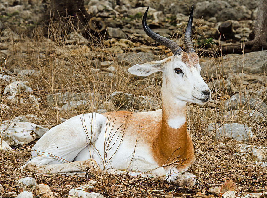 Red Lechwe Antelope White Phase Photograph by Millard H. Sharp