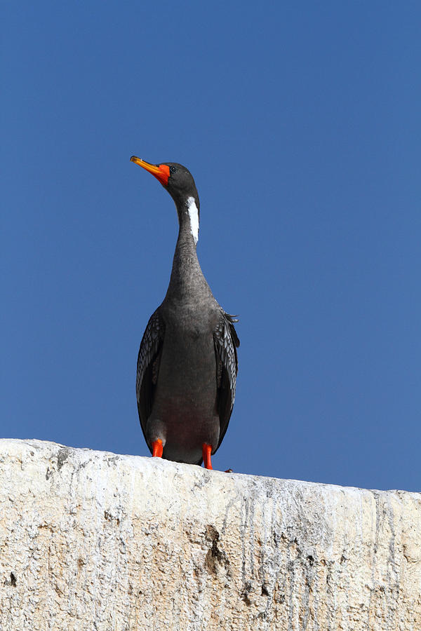 Red legged cormorant Photograph by James Brunker