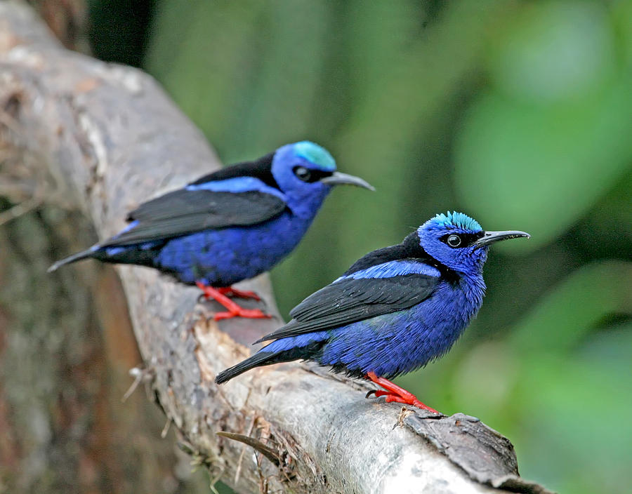 Red-Legged Honeycreepers Photograph by Peggy Collins