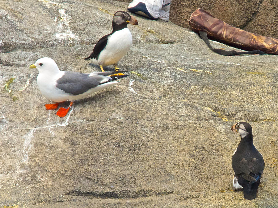 Red-legged Kittiwake and Horned Puffin at Alaska Sea Life Center in Seward, Alaska Photograph by Ruth Hager