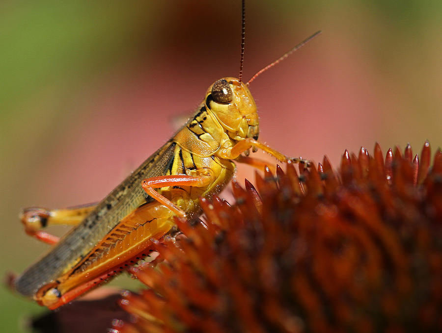 Red Legged Locust Photograph by Juergen Roth