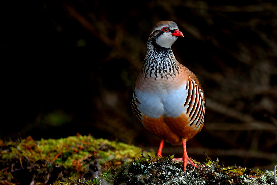 Pheasant Photograph - Red-legged Partridge by Gavin Macrae