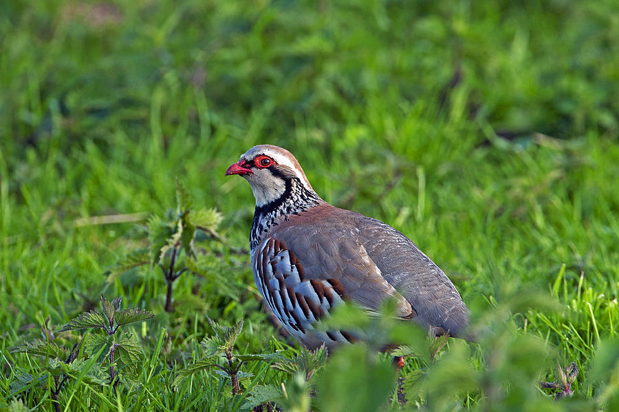 Red Legged Partridge Photograph by Paul Scoullar