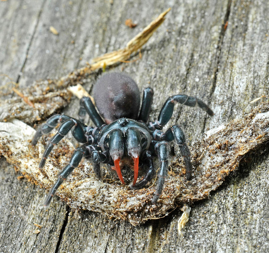 Spider Photograph - Red-legged Purse Web Spider Sphodros by John Serrao