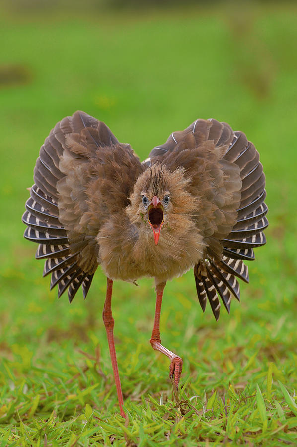 Red-legged Seriema Threat Display Photograph by Pete Oxford