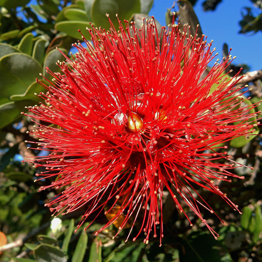 Red Lehua Photograph By Pamela Walton - Fine Art America