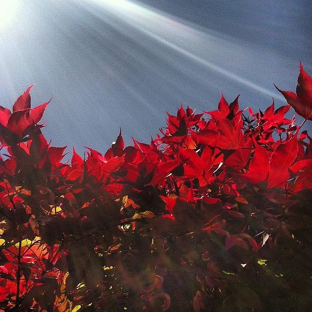 Nature Photograph - Red Light by Chanda Causer