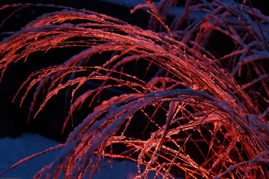 Red Light in Snow-Heavy Grass Photograph by Mick Anderson