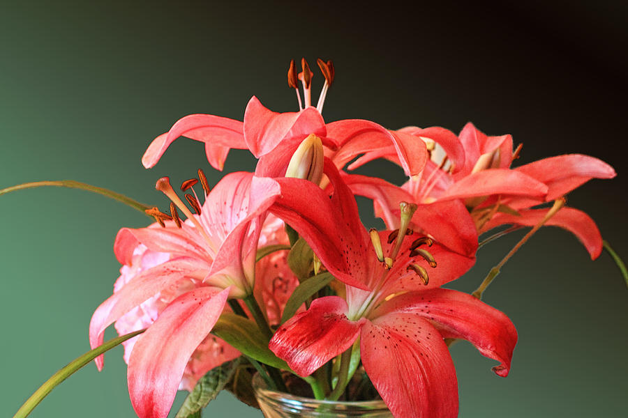 Red  Lilies Photograph by Linda Phelps