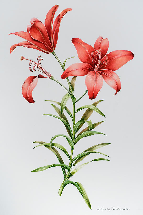 Lily Painting - Red Lilies by Sally Crosthwaite