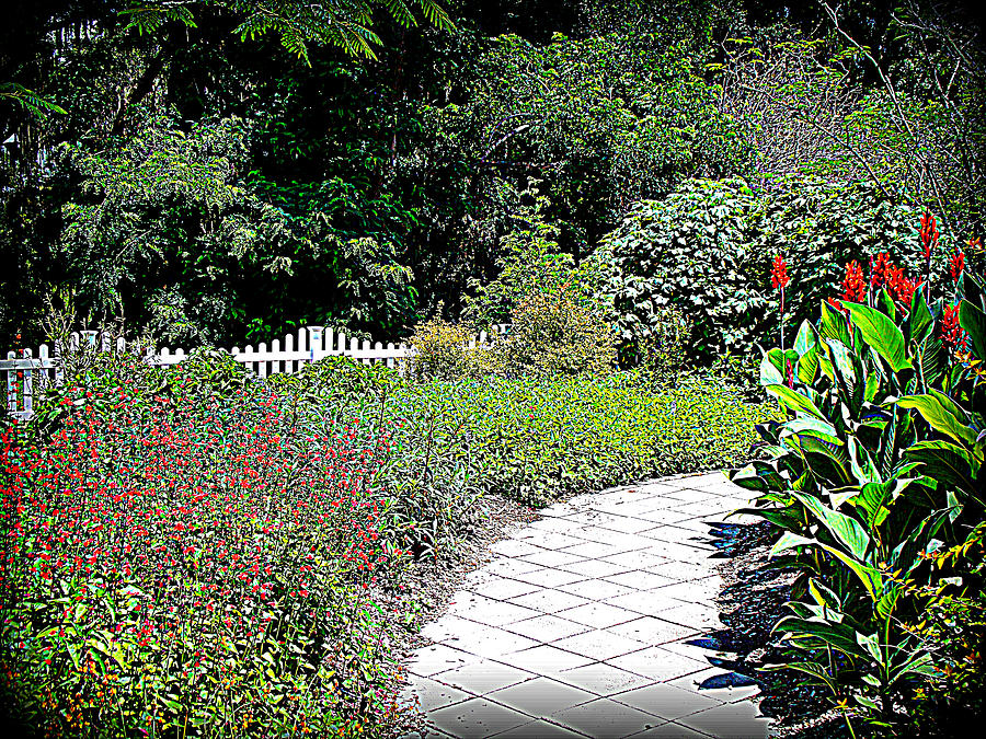 Red Liliy Garden Path Photograph by Sheri McLeroy