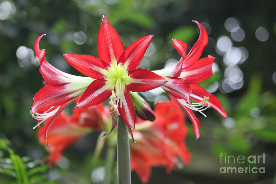 Red Amaryllis Photograph by Alice Terrill