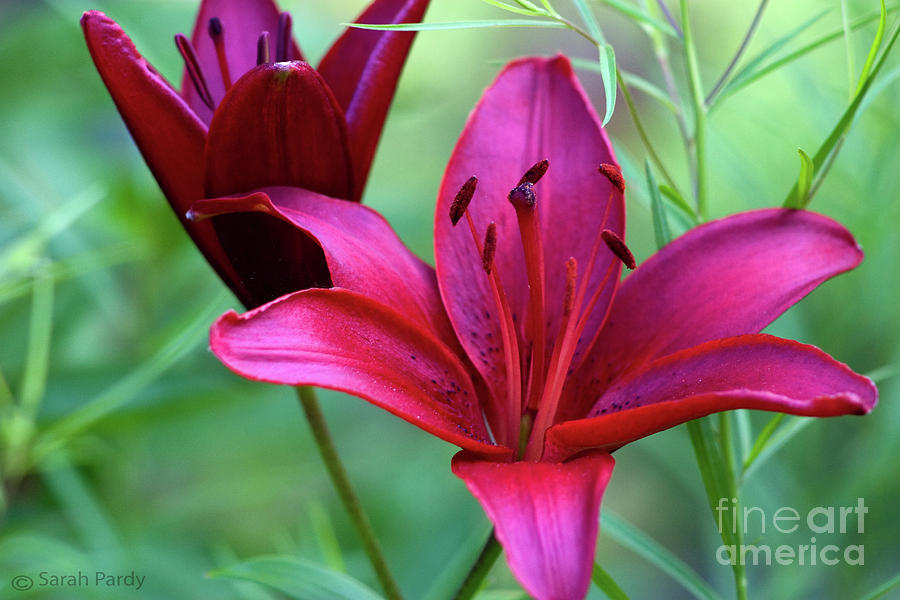 Red Lillies Photograph by Margaret Sarah Pardy