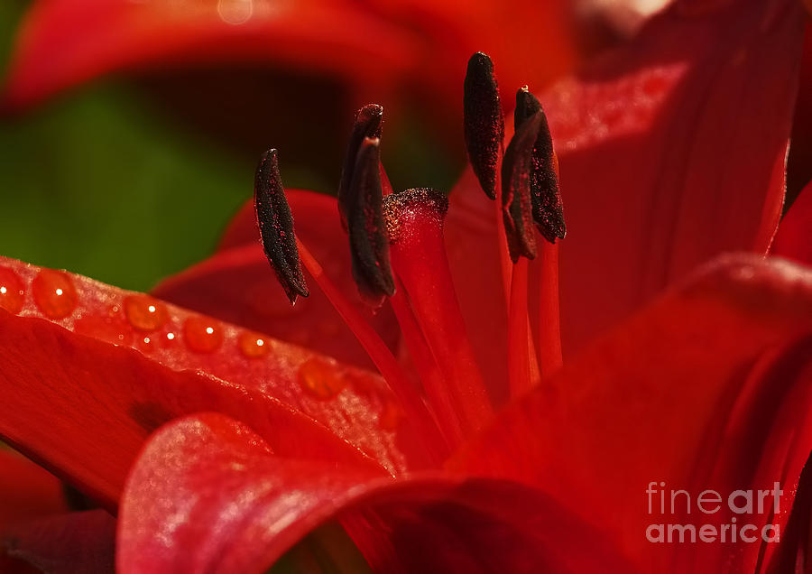 Lily Photograph - Red Lily close by Sharon Talson