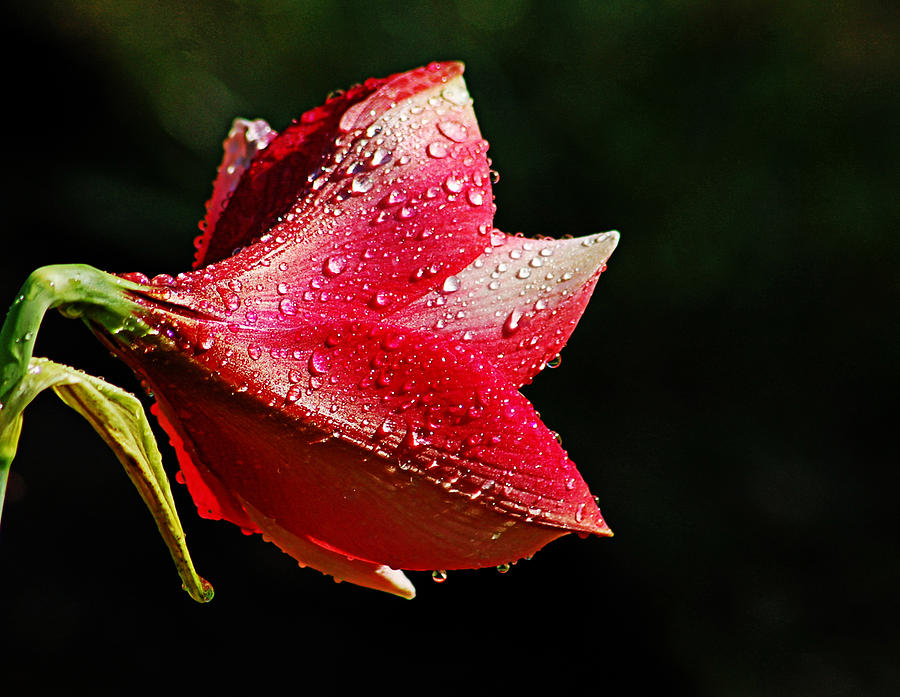 Red Lily in the Rain Photograph by Linda Brown