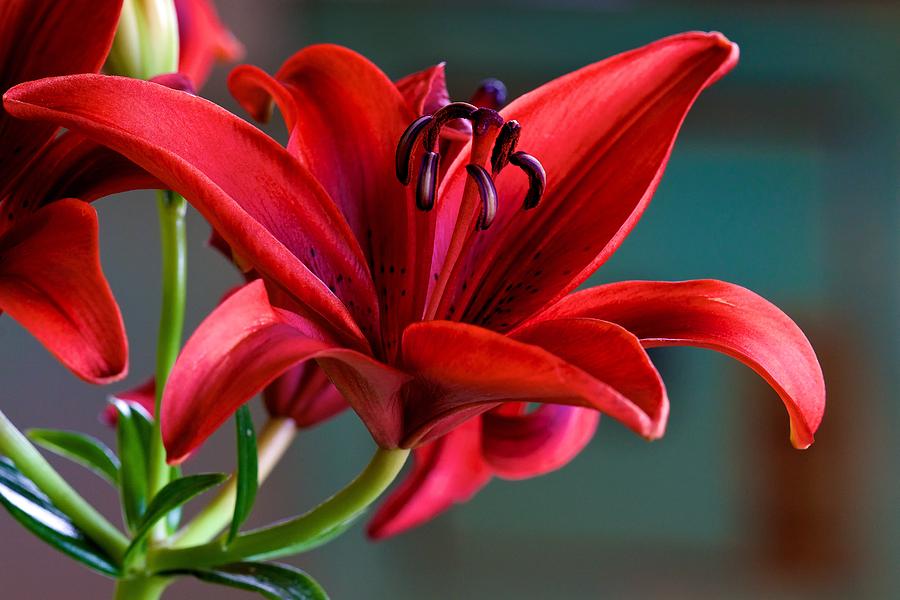 Red Lily Photograph by Jade Moon 
