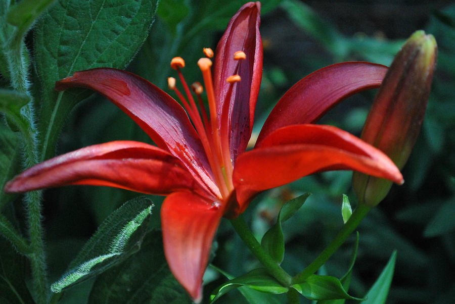 Red Lily Photograph by Kelly Nowak