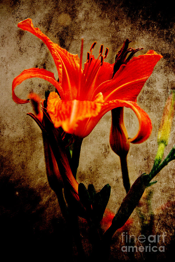 Red Lily Photograph by Lali Kacharava