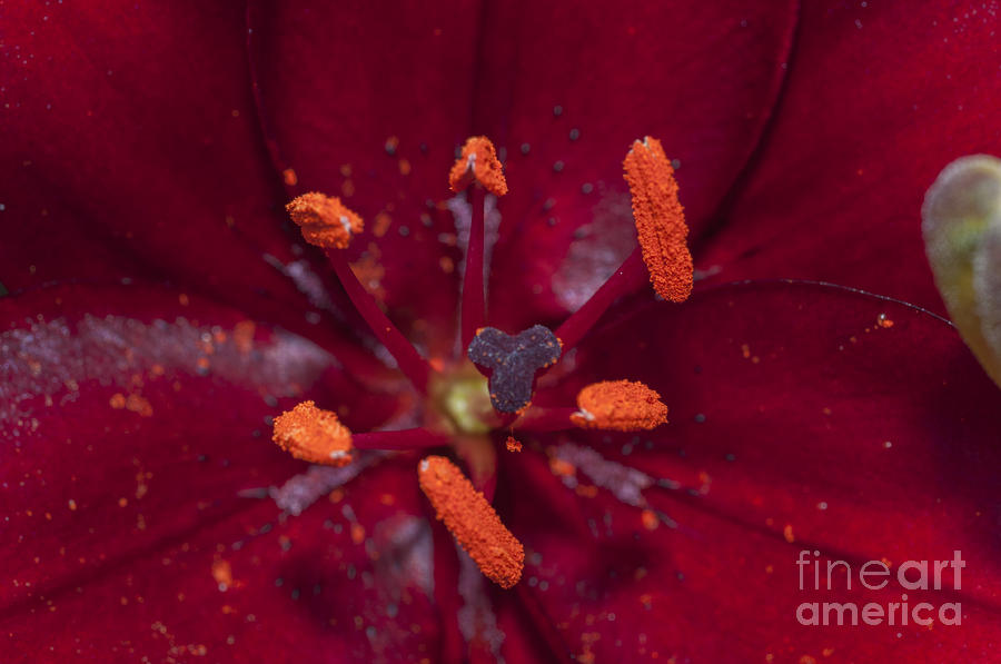 Lily Photograph - Red Lily Macro by Steve Purnell