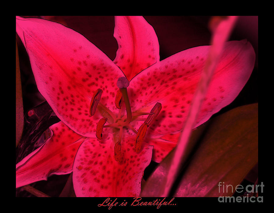 Red Lily Photograph by Oksana Semenchenko