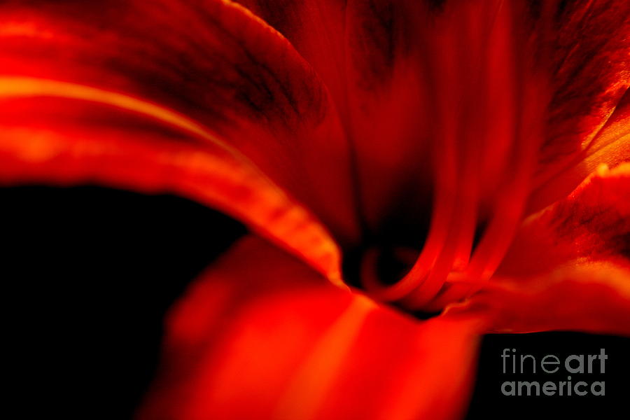 Red Orange Lily Travels  Photograph by Neal Eslinger