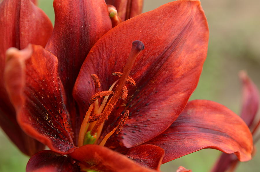 Lily Photograph - Red lily by Teodor Florin