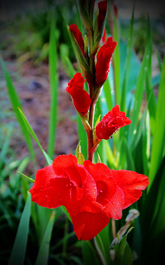 Flower Photograph - Red Lily With Buds by Cynthia Guinn