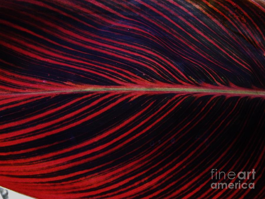 Red Leaf Abstract Photograph by D Hackett