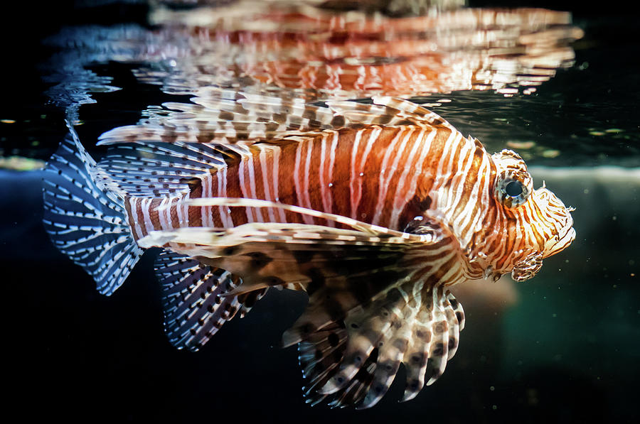 Red Lionfish In A Dark Fishtank Photograph by Photo By Sam Scholes