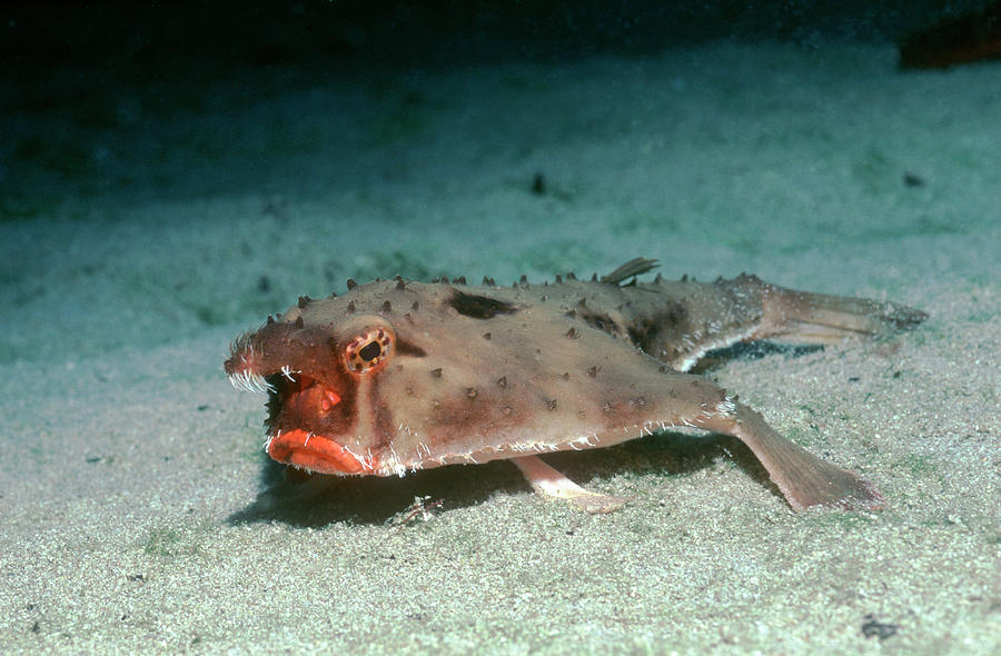 Red Lipped Batfish Photograph by Peter Scoones/science Photo Library ...