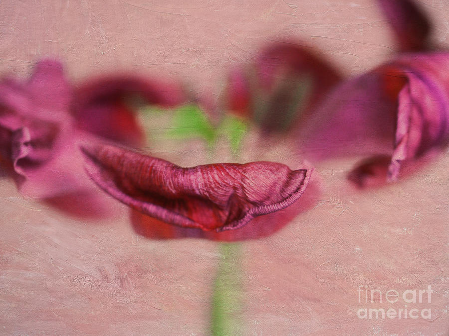 Spring Photograph - Red Lips by Irina Wardas