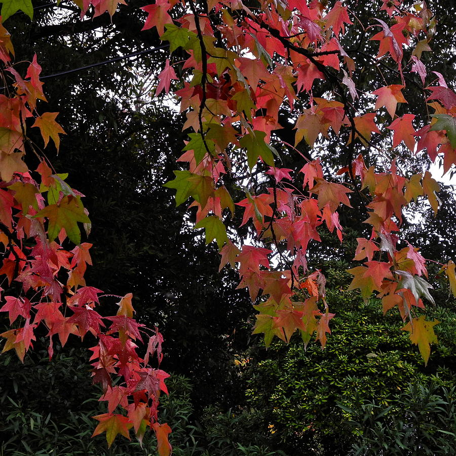 Red Liquidambar Leaves  Photograph by Kirsten Giving