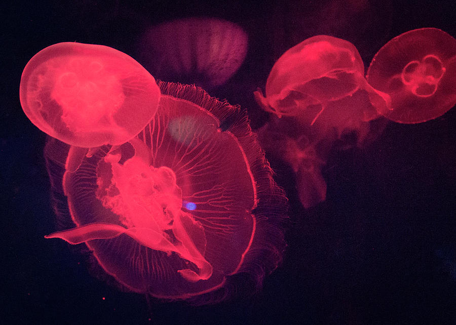 Red Lit Jellyfish Photograph by This Image Is Available To You Through  Getty Images