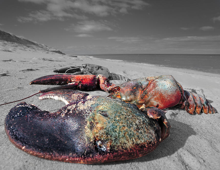 Red Lobster Photograph by Darius Aniunas
