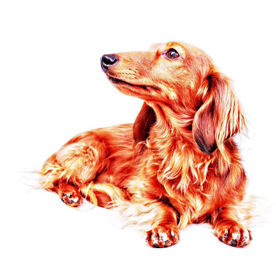 Dachshund Photograph - Red Longhair Dachshund  by Johnny Ortez-Tibbels