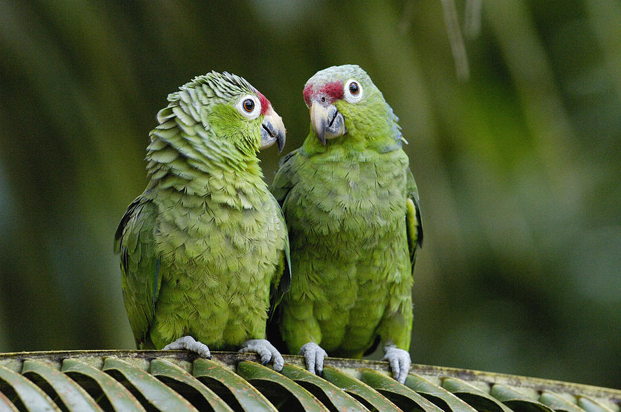 Red-lored Parrots Ecuador Photograph by Pete Oxford