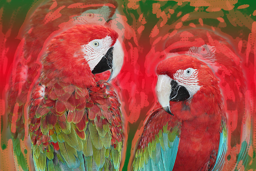 Parrot Photograph - Red by Lorenzo Fuentes