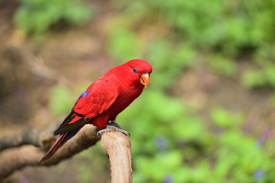 Red Lory Photograph by Photography  By Sai