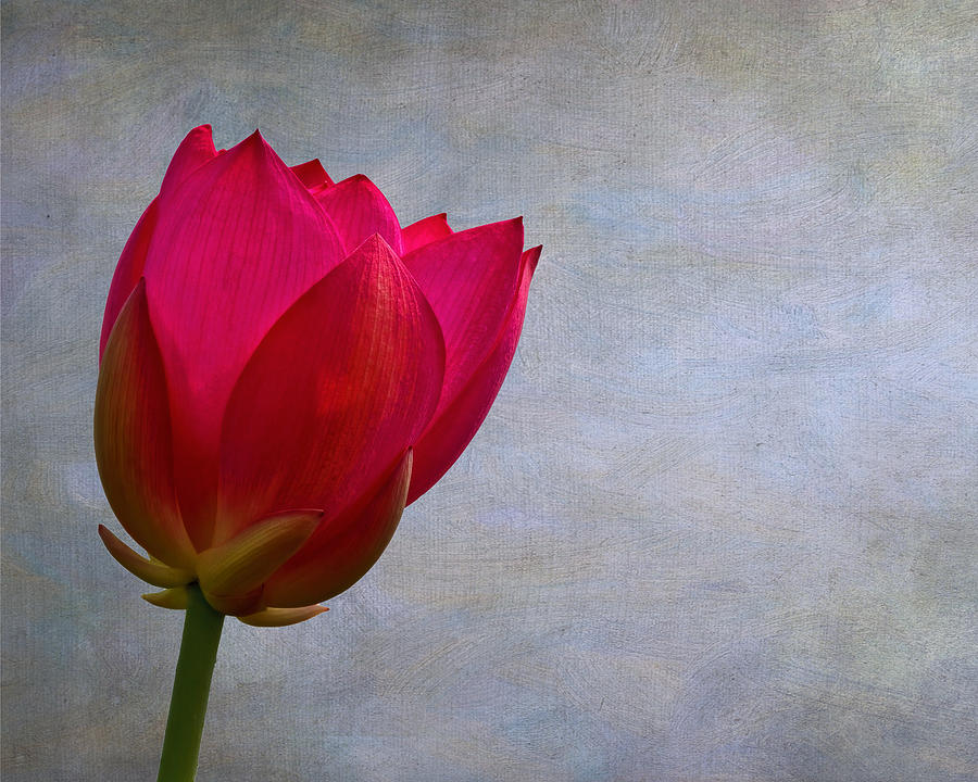 Red Lotus Photograph by Wes and Dotty Weber