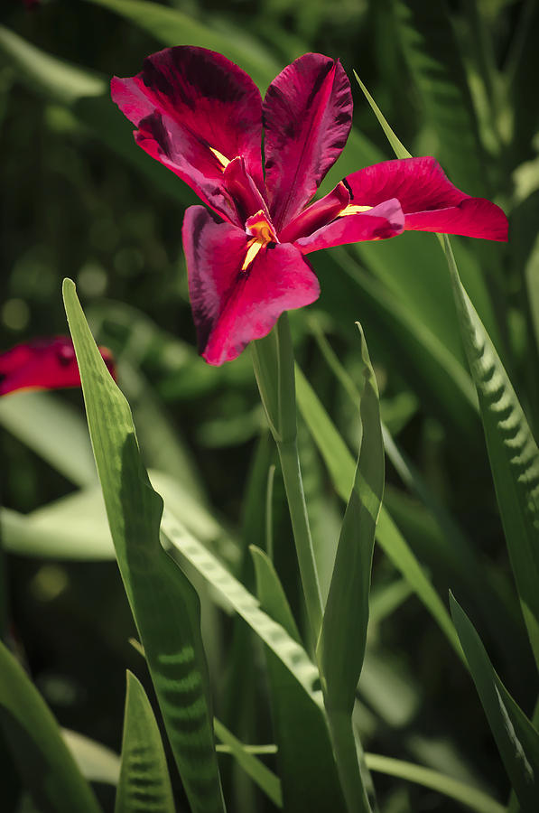 Red Louisiana Iris Photograph by Penny Lisowski