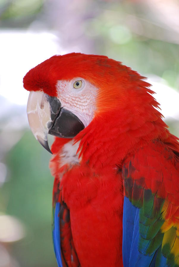 Red Macaw 1 of 3 Photograph by May Photography - Fine Art America