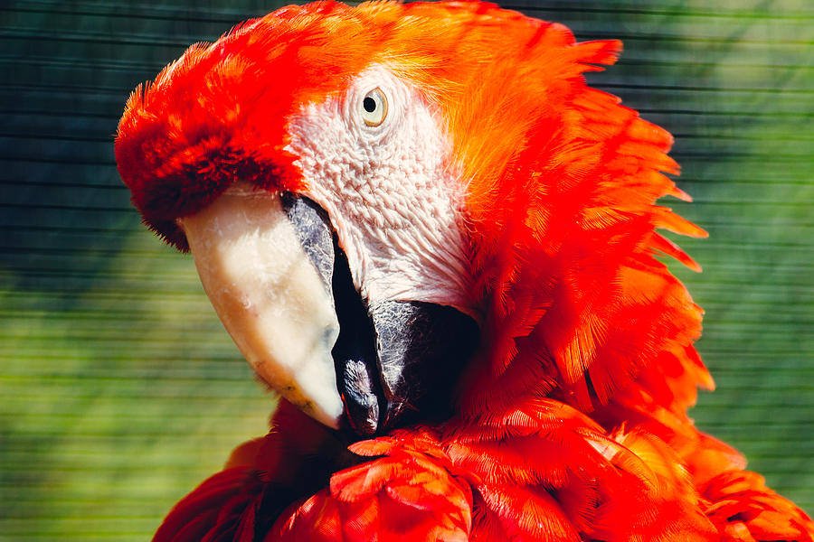 Macaw Photograph - Red Macaw Closeup by Pati Photography