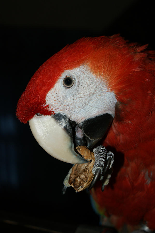 Red Macaw Photograph by Ernest Echols